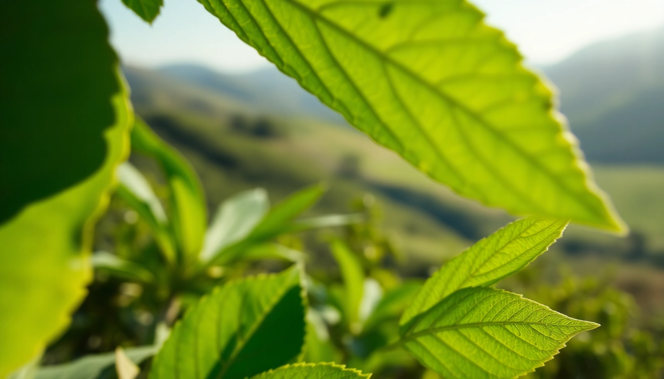 Harvesting CBD Tobacco leaves that showcase their vibrant green color and distinct texture.